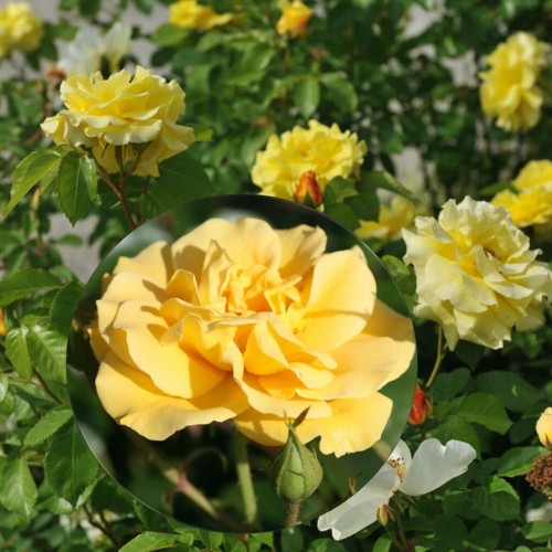 Rosa 'Gelbe Strauchrose' - Roos 'Gelbe Strauchrose' 